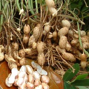 鮮度抜群！2023年度産 新豆 手もぎ掘り取り生落花生(ナカテユタカ)1kg10年以上の販売実績！早割