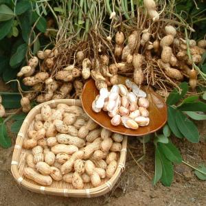 2026年度産 新豆 手もぎ掘り取り生落花生(...の詳細画像1