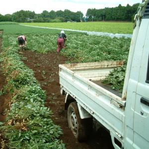 2026年度産 新豆 手もぎ掘り取り生落花生(...の詳細画像2