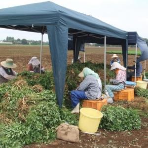 2026年度産 新豆 手もぎ掘り取り生落花生(...の詳細画像3