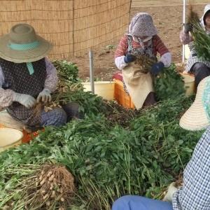 2026年度産 新豆 手もぎ掘り取り生落花生(...の詳細画像4