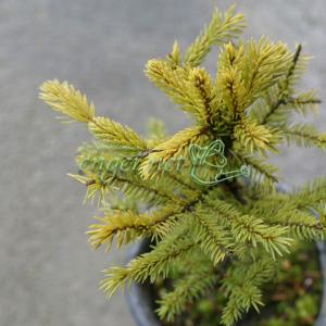 赤蝦夷松　苗木　1メートル４０センチ 赤蝦夷松 苗木 1メートル40センチ 赤蝦夷松 苗木 1メートル40