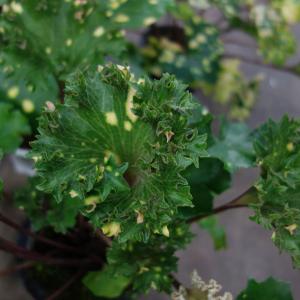 山野草の苗 ツワブキ 鏡獅子（カガミジシ）5号鉢植え