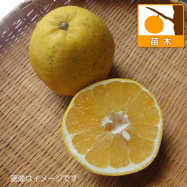 果樹の苗 かわちばんかん（河内晩柑）4.5号ポット