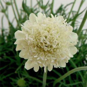 コーデックス：メキシコ亀甲竜 ディオスコレア マクロスタチア*塊幅