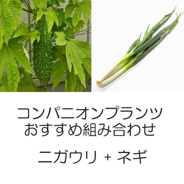 植物の苗/コンパニオンプランツ栽培セット：あばしゴーヤ（苦瓜・ニガウリ）とネギ：九条太ねぎ