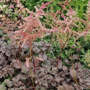 コーデックス：メキシコ亀甲竜 ディオスコレア マクロスタチア*塊幅