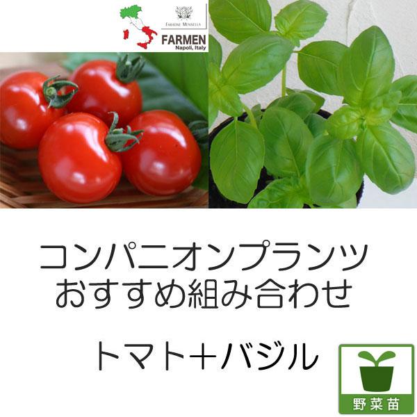 植物の苗/コンパニオンプランツ栽培セット：生食用イタリアントマト・イタリアンレッドとバジル