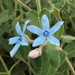 ブルースター 花 苗 花 ガーデニング の商品一覧 通販 Yahoo ショッピング