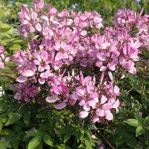 クリスマスローズ開花株 芳香性SSフレグランスWildCollection