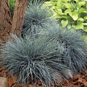 フェスツカ グラウカ 花の苗 の商品一覧 苗 花 ガーデニング 通販 Yahoo ショッピング