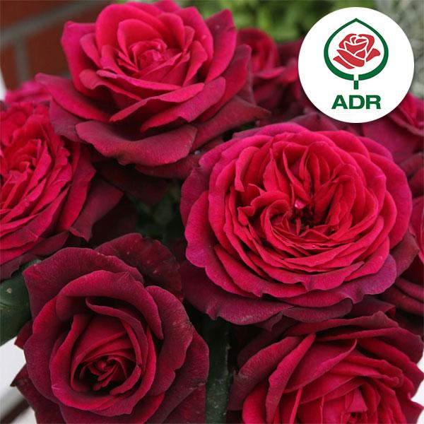 バラの苗 ハイブリッドティー グレーフィンディアナ 大苗