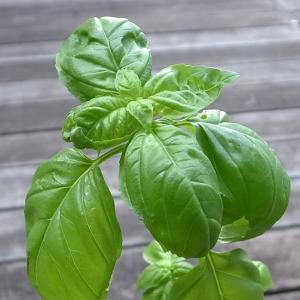 ハーブの苗 スィートバジル3-3.5号ポット