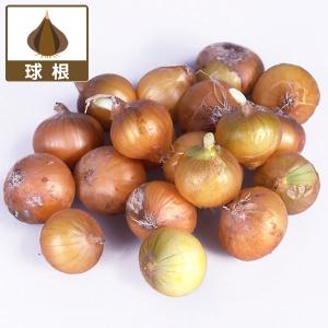 野菜の苗 タマネギ 菜園玉ネギ12球入り（野菜球根パック）
