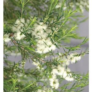 園芸ネット オーストラリア花木 花木 庭木の苗 Yahoo ショッピング