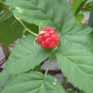 トゲなしラズベリー苗の商品一覧 通販 Yahoo ショッピング