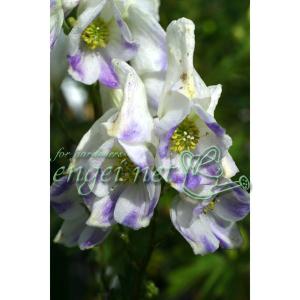 トリカブト 苗の商品一覧 通販 Yahoo ショッピング