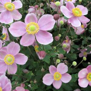 花桃 苗木 【ひなのたき ［登録品種］】 1年生 接ぎ木苗 : 苗木の専門