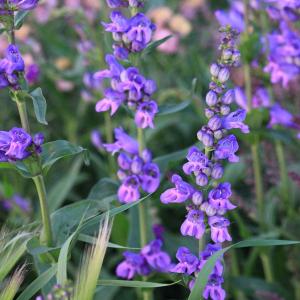 草花の苗 ペンステモン ストリクタス3-3.5号ポット