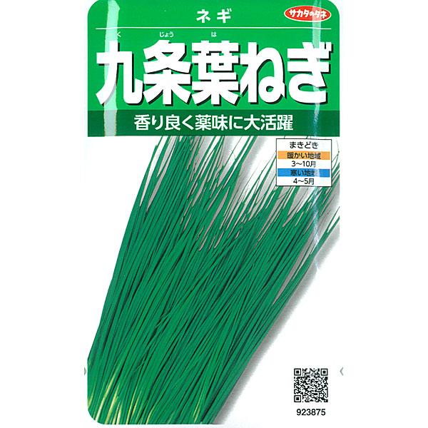 有効期限26年10月 ネギ 九条葉ネギ 香り良く薬味に大活躍 サカタ 野菜タネ