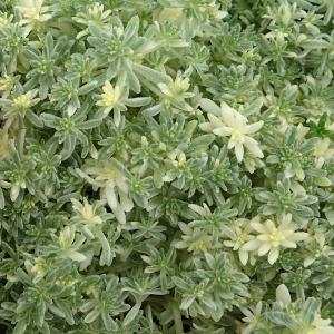 観葉植物 セダム ミルクゥージ3号ポット