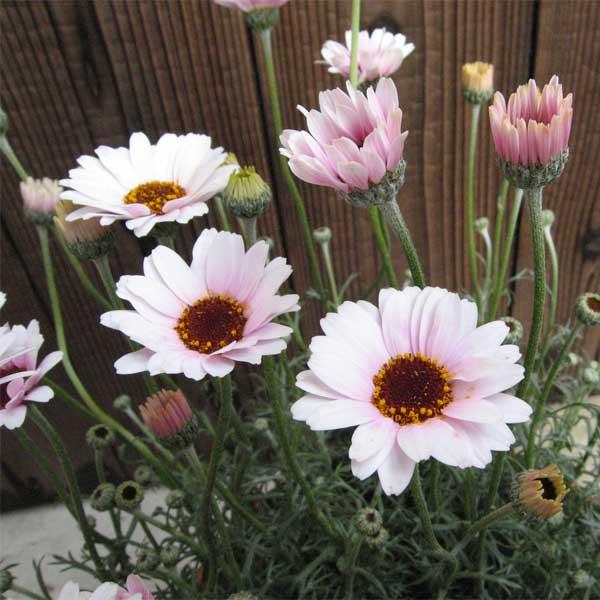 草花の苗 ローダンセマム プチマカロン3.5号ポット