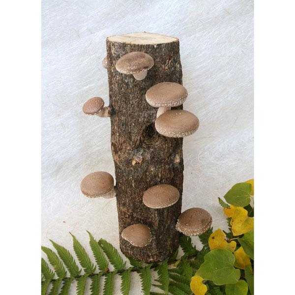 野菜の苗 原木しいたけ栽培セットなるきのこデラックス