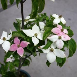 ヤマボウシ ピンクの花 落葉樹の植木 庭木 の商品一覧 苗木 植木 花 ガーデニング 通販 Yahoo ショッピング