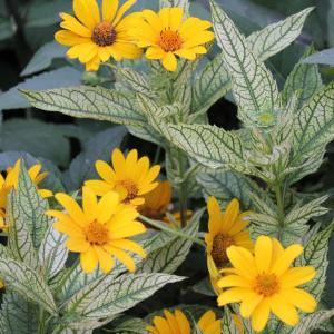 厚岸産ホテイアツモリソウ花2芽葉1芽株 : 岩崎園芸ネットストア Yahoo