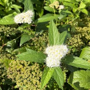 山野草・高山植物の苗 雪餅草（ユキモチソウ） : 植物・園芸専門店 花