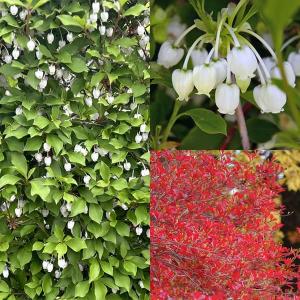 花木 庭木の苗 ドウダンツツジ5号ポット