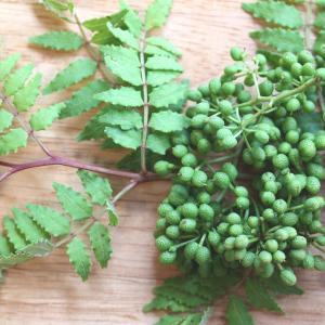 山椒の木 山椒 苗 山椒の葉 葉山椒（葉さんしょう）3寸ポット植え