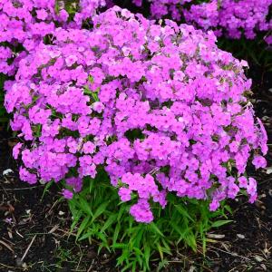 クリスマスローズ ダブル/(赤系)3.5〜4寸苗 : 岩崎園芸ネットストア