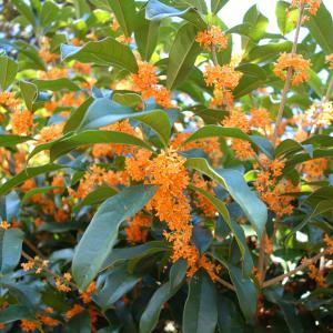 キンモクセイ 約1.7m 特大株 特大株 植木苗木大苗 金木犀 規格販売