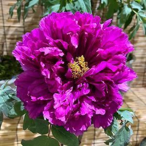 睡蓮 （ スイレン ） 水生植物 5号ポット苗 宿根草 苗 多年草 : 苗木部