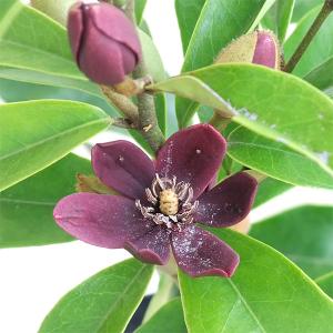 花木 庭木の苗/オガタマノキ：パープルクイーン3-3.5号ポット 印象的な紫紅色花のカラタネオガタマの仲間 芳香あり！｜engei