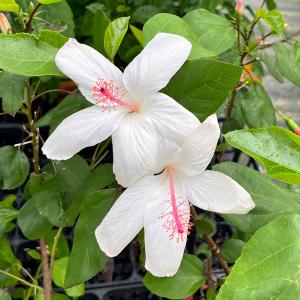 国華園 花苗 ハイビスカス フェアリーブーケ 1株 : 花と緑 国華園