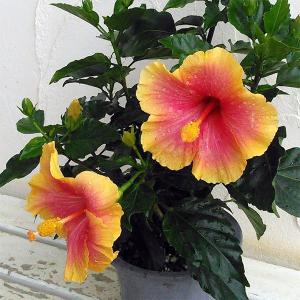 鉢植え ハイビスカス イエローフラミンゴ（レモンフラミンゴ） : 日本