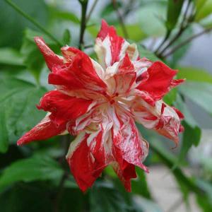 ハイビスカス 八重咲きの商品一覧 通販 Yahoo ショッピング