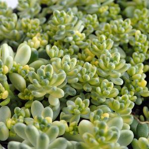 観葉植物 セダム 斑入りタイトゴメ3号ポットの商品画像