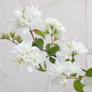 花木 庭木の苗/バイカウツギ（梅花ウツギ）：ミネソタスノーフレーク6号ポット｜engei