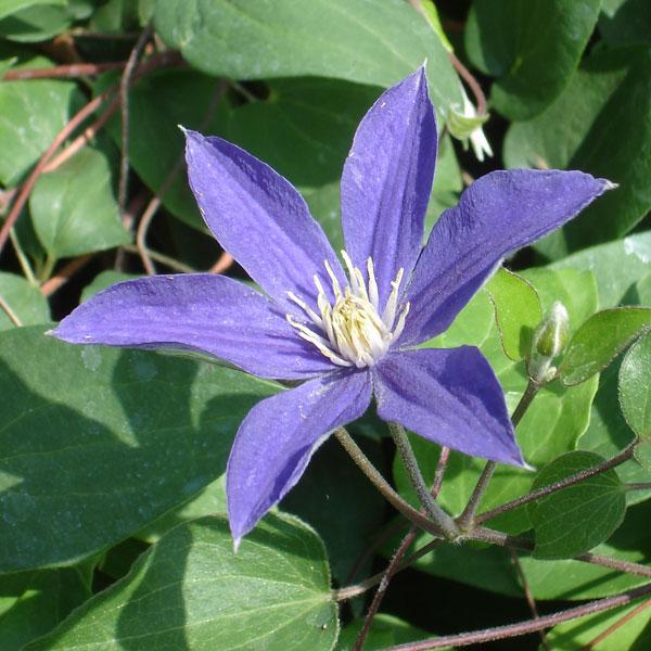 クレマチスの苗 クレマチス ロワール3.5号ロングポット（インテグリフォリア系）