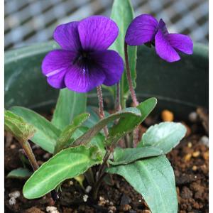 山野草の苗 スミレ フジミョウジン（富士明神）2.5号ポット