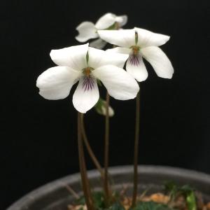 山野草の苗 スミレ キクバヤクシマ2.5号ポット