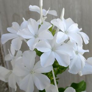 草花の苗/プルンバーゴ（ルリマツリ）：ホワイト 3-3.5号ポット｜engei