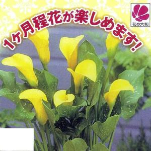 カラー 花 値段の商品一覧 通販 Yahoo ショッピング