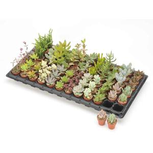 コーデックス：ユーフォルビア エクロニー 鬼笑い*塊幅2cm 現品