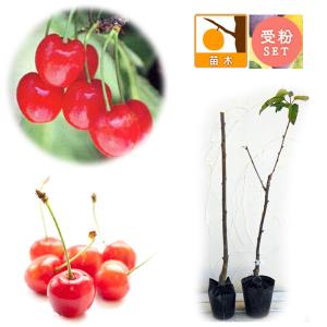 1本でなるさくらんぼの木 さおり 1年生接木苗 爆買いweek : 苗木部 花