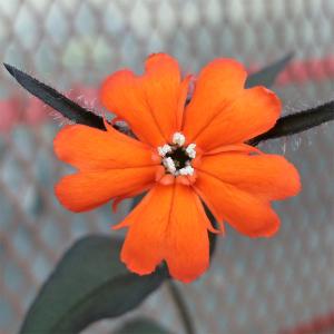 山野草の苗 センノウ マツモトセンノウ（松本仙翁） 3号 2株セット