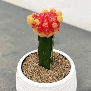 サボテン緋牡丹4色セット サボテン インテリア 可愛い : パリジェンヌ